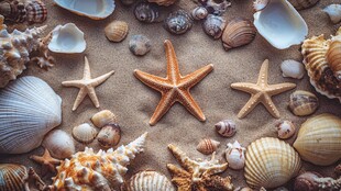 沙滩上的海星与多彩贝壳