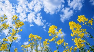 蓝天之下油菜花灿烂绽放