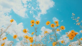 蓝天下绽放的灿烂小黄花