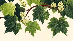 翠绿葡萄藤叶与果实图景