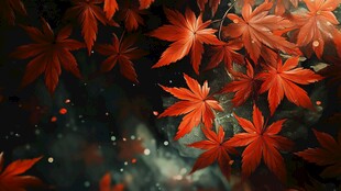 梦幻红枫叶 秋日氛围感