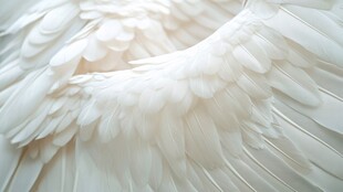 洁白羽翼 纯净之美