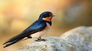 栖息于石上的美丽燕子