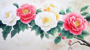 国画牡丹绽放 优雅明艳