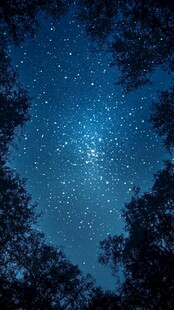 夜空繁星下的静谧树林