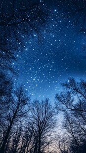 森林夜空下的璀璨繁星