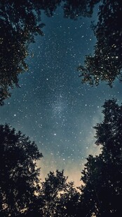 仰望林间星空