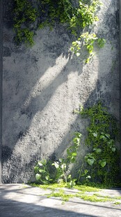 斑驳灰墙攀附翠绿植物