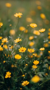 烂漫黄色小花绽放于绿野