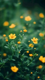 清新黄色小花绽放绿意间