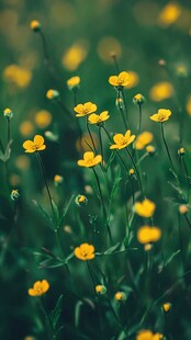 春日黄花烂漫的美丽景致