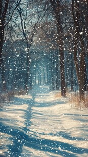 雪覆林间路 静谧冬日景
