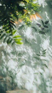 阳光下的蕨类植物叶片