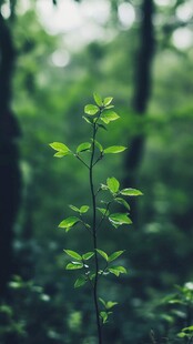 林中嫩绿新枝