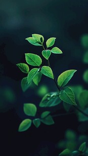 嫩绿新叶 生命的清新绽放