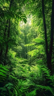 翠绿繁茂的原始森林景象