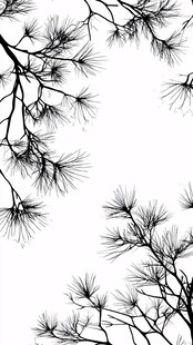 松枝剪影 简洁黑白之美