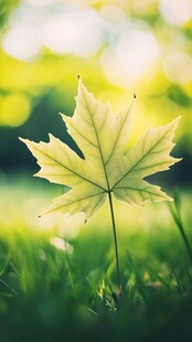 阳光下的嫩绿枫叶