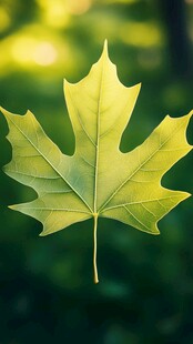 阳光下的翠绿枫叶