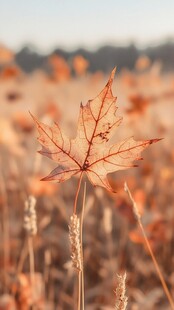 秋日旷野中的独片红枫叶