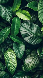 翠绿斑斓的热带植物叶片