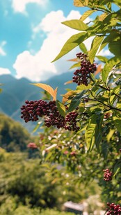 山野间的红果绿叶景致