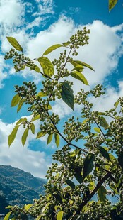 蓝天映衬下的繁茂植物枝丫