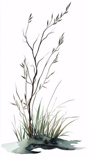 水墨风野草插画