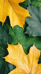 秋日斑斓树叶特写