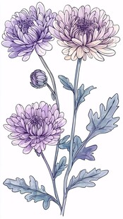 紫色菊花插画花卉植物图