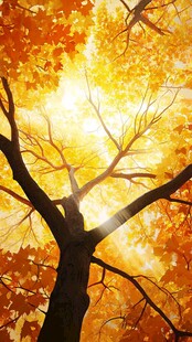 秋日阳光透过金黄树叶的树