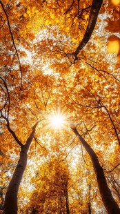 秋日林间阳光透过树叶美景