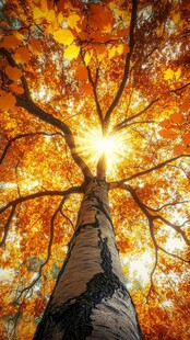 秋日阳光穿透斑斓树冠