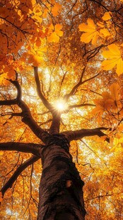 秋日暖阳下的金黄大树