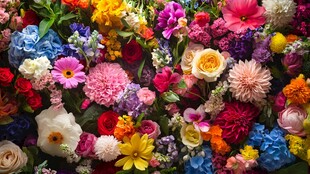 缤纷多彩鲜花大集合