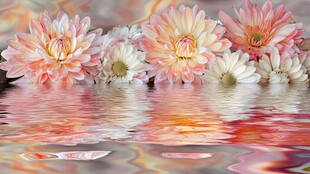 水中绽放的梦幻多彩花朵