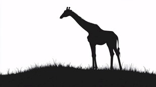 长颈鹿草原剪影