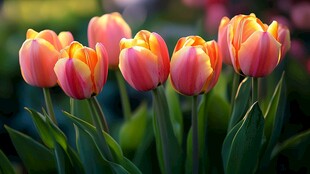 阳光下的多彩郁金香