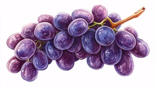 一串紫葡萄插画