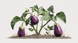 田间紫茄子植株特写