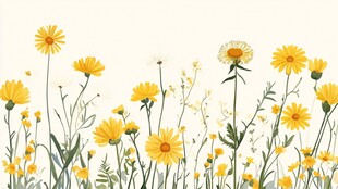 黄色雏菊花卉清新插画