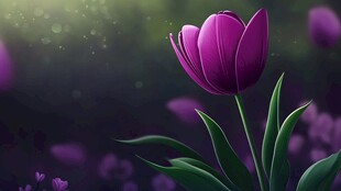 紫色郁金香的梦幻绽放