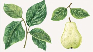 手绘梨与绿叶植物插画