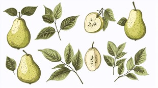 手绘梨子与枝叶插画素材