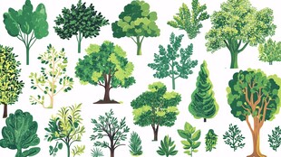 多样树木插画集合