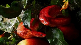 红蛇盘踞绿叶间