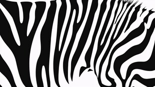 斑马条纹图案特写