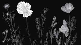 黑白花卉线稿插画