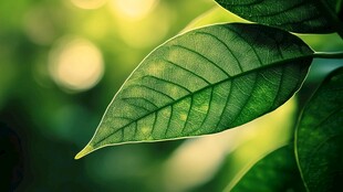 阳光下的翠绿叶片