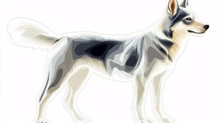 站立的帅气黑白相间狗狗